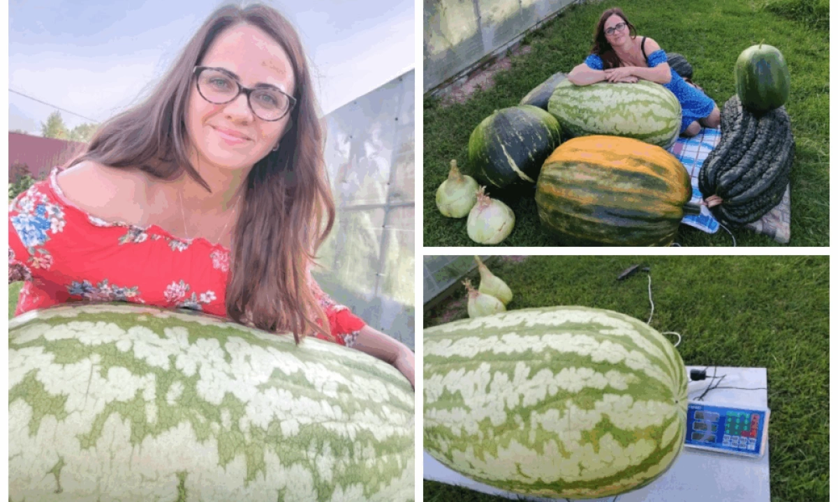 Жительница Ярославской области вырастила гигантский арбуз