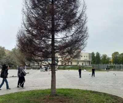 В Ярославле глава района рассказала о судьбе елки в парке 30-летия Победы