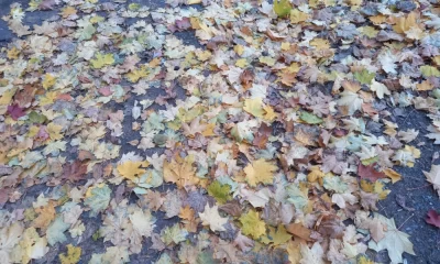 «Бабье лето» в Ярославской области берет паузу