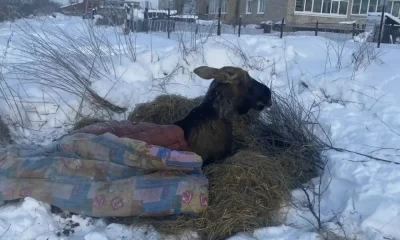 Спасенного в ярославских лесах лося хотят отправить в реабилитационный центр