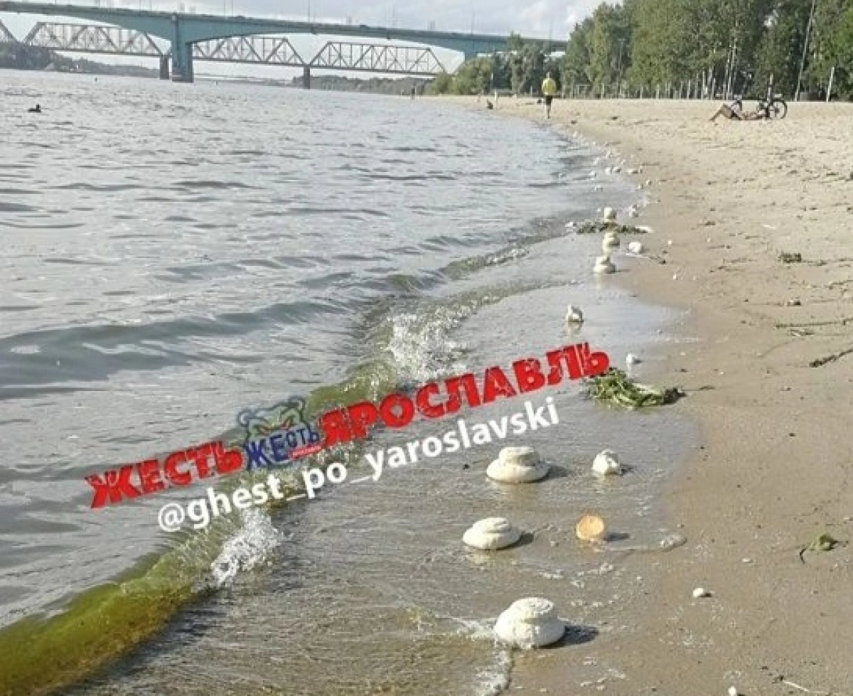 Загадочные «булочки» прибило к пляжу в Ярославле Загадочные «булочки» прибило к пляжу в Ярославле