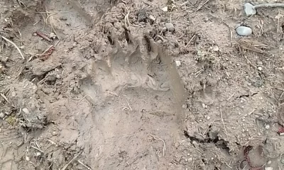 Не выйти с огорода: жителей деревни в Ярославской области напугал медведь