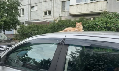 Ярославец отсудил компенсацию за погибшего на самовыгуле кота