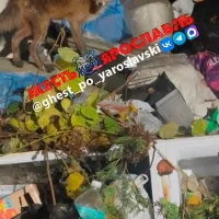 В Ярославле лиса пришла поужинать на помойку