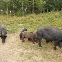 Ярославский браконьер заманивал кабанов в капканы, но сам попал в фотоловушку