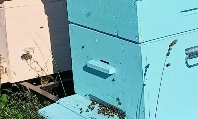 Хватал рамки и убегал в лес: в Ярославской области медведь разгромил пасеку