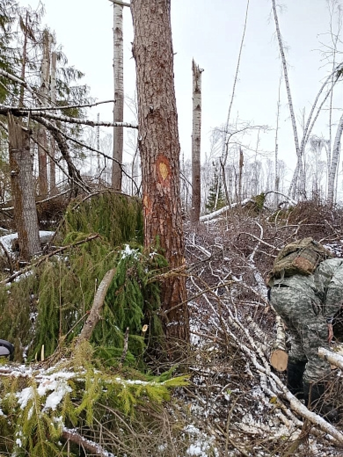 Власти Ярославля заявили в полицию о хищении древесины из зоны июльского урагана Власти Ярославля заявили в полицию о хищении древесины из зоны июльского урагана