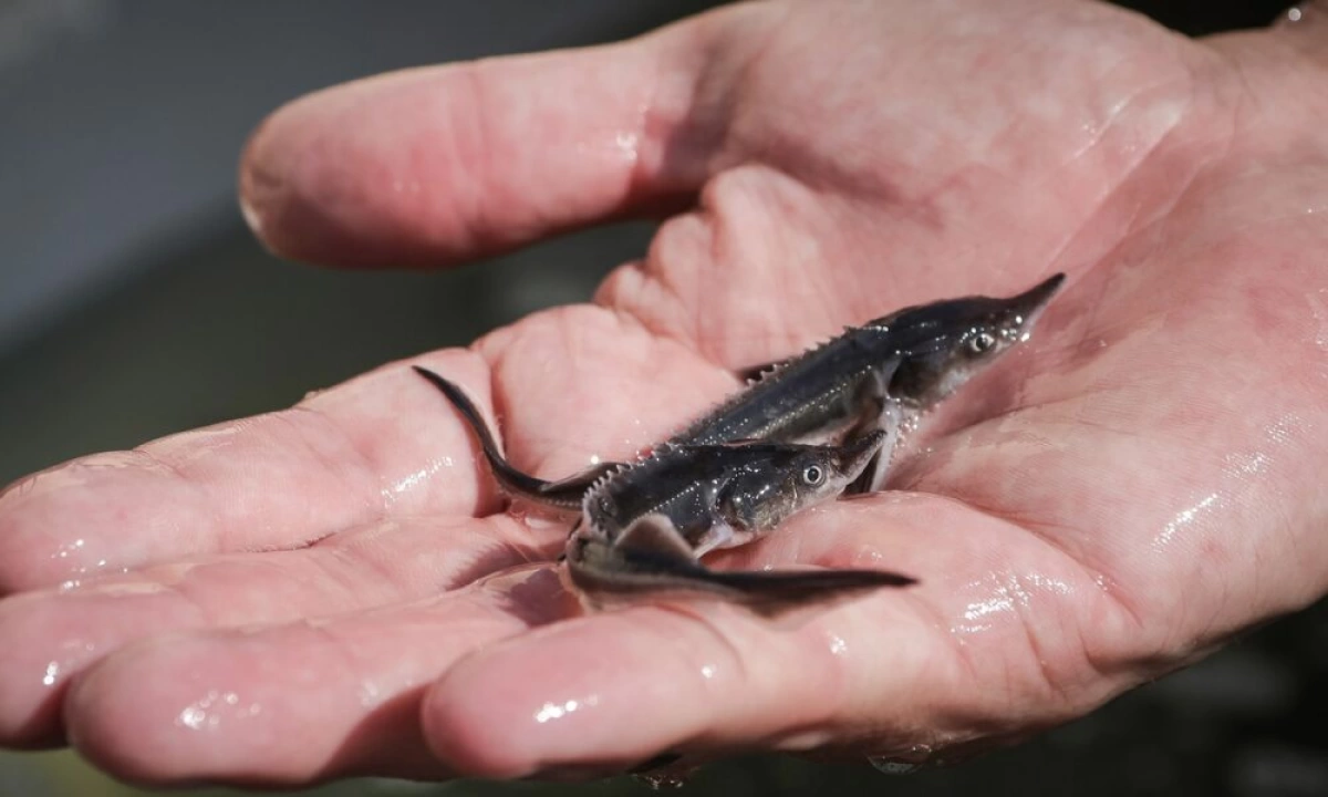 В Ярославской области в Рыбинское море выпустят 1800 экземпляров стерляди В Ярославской области в Рыбинское море выпустят 1800 экземпляров стерляди