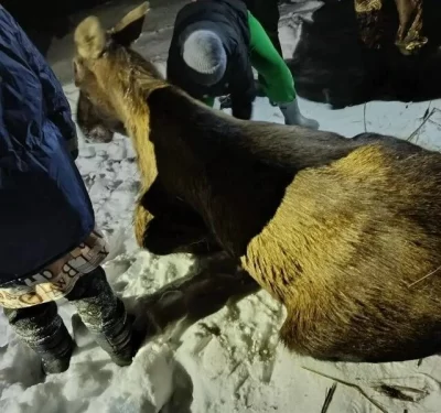 &laquo;Состояние стабильное&raquo;: специалисты осмотрели спасенного жителями лося