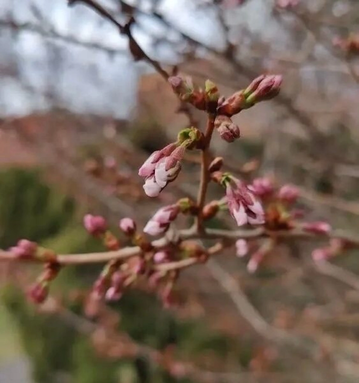 В Ярославле в Ботаническом саду педуниверситета зацветает сакура В Ярославле в Ботаническом саду педуниверситета зацветает сакура