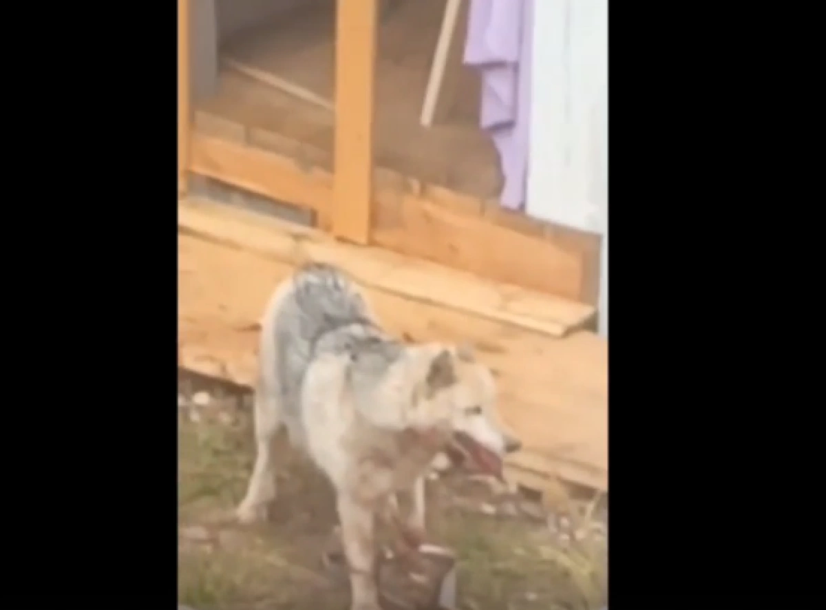 В Ярославской области живодеры отрубили лапу попавшей в капкан собаке