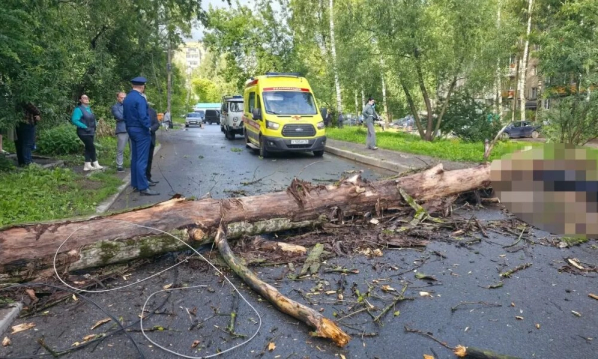Прокуратура начала проверку после падения дерева в Ярославле Прокуратура начала проверку после падения дерева в Ярославле