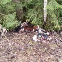 В Ярославской области жители пожаловались на свалку коровьих голов