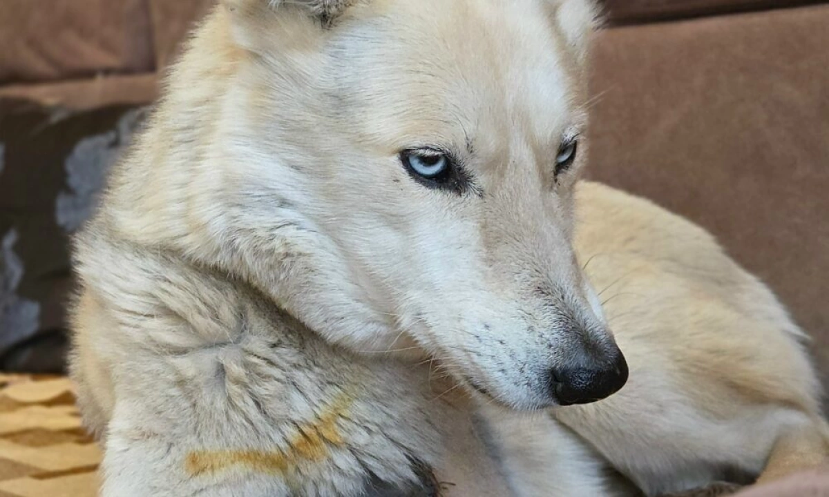 В Ярославской области волонтеры прокомментировали версию с &laquo;задушенными кроликами&raquo;