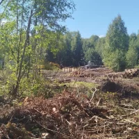 В Ярославский области с бизнесменов взыскали три миллиона за вырубку молодого леса &nbsp;