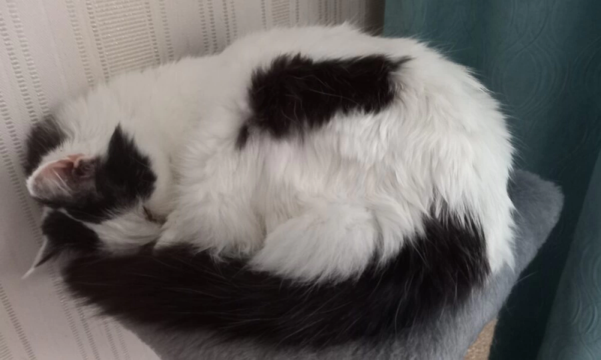 В Ярославле &laquo;шутка&raquo; про выброшенного в окно кота привела к убийству