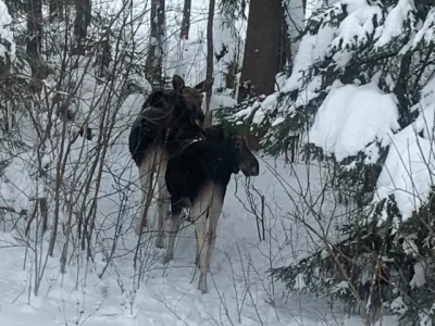 В Ярославской области браконьеры получили условный срок