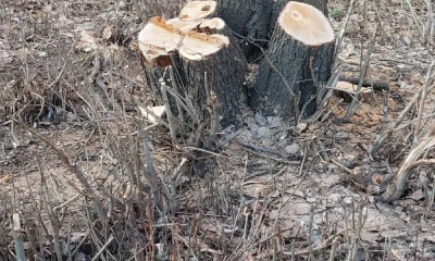 &laquo;Дали генплан по спилу&raquo;: в Ярославле бабушка-пилильщица объяснила свои действия