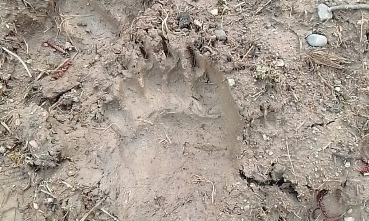Не выйти с огорода: жителей деревни в Ярославской области напугал медведь Не выйти с огорода: жителей деревни в Ярославской области напугал медведь