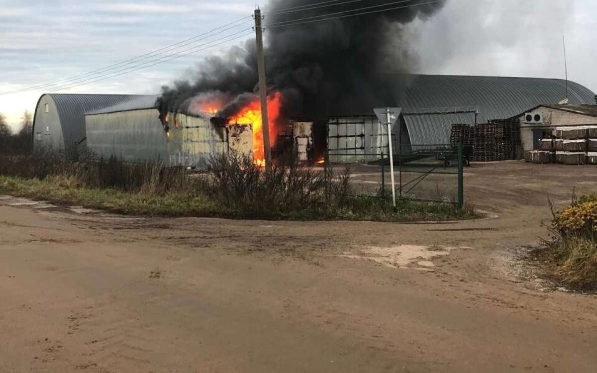 У ярославских фермеров сгорело 1500 тонн картофеля У ярославских фермеров сгорело 1500 тонн картофеля