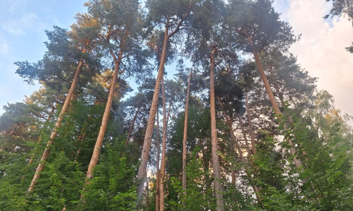 Ярославцу выписали штраф на 40 тысяч рублей за разведенный в лесу костер Ярославцу выписали штраф на 40 тысяч рублей за разведенный в лесу костер