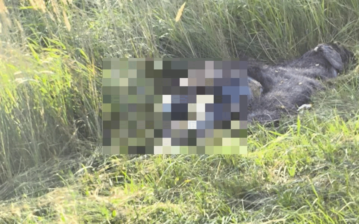 Ярославцы больше недели просят убрать разлагающуюся тушу лося Ярославцы больше недели просят убрать разлагающуюся тушу лося