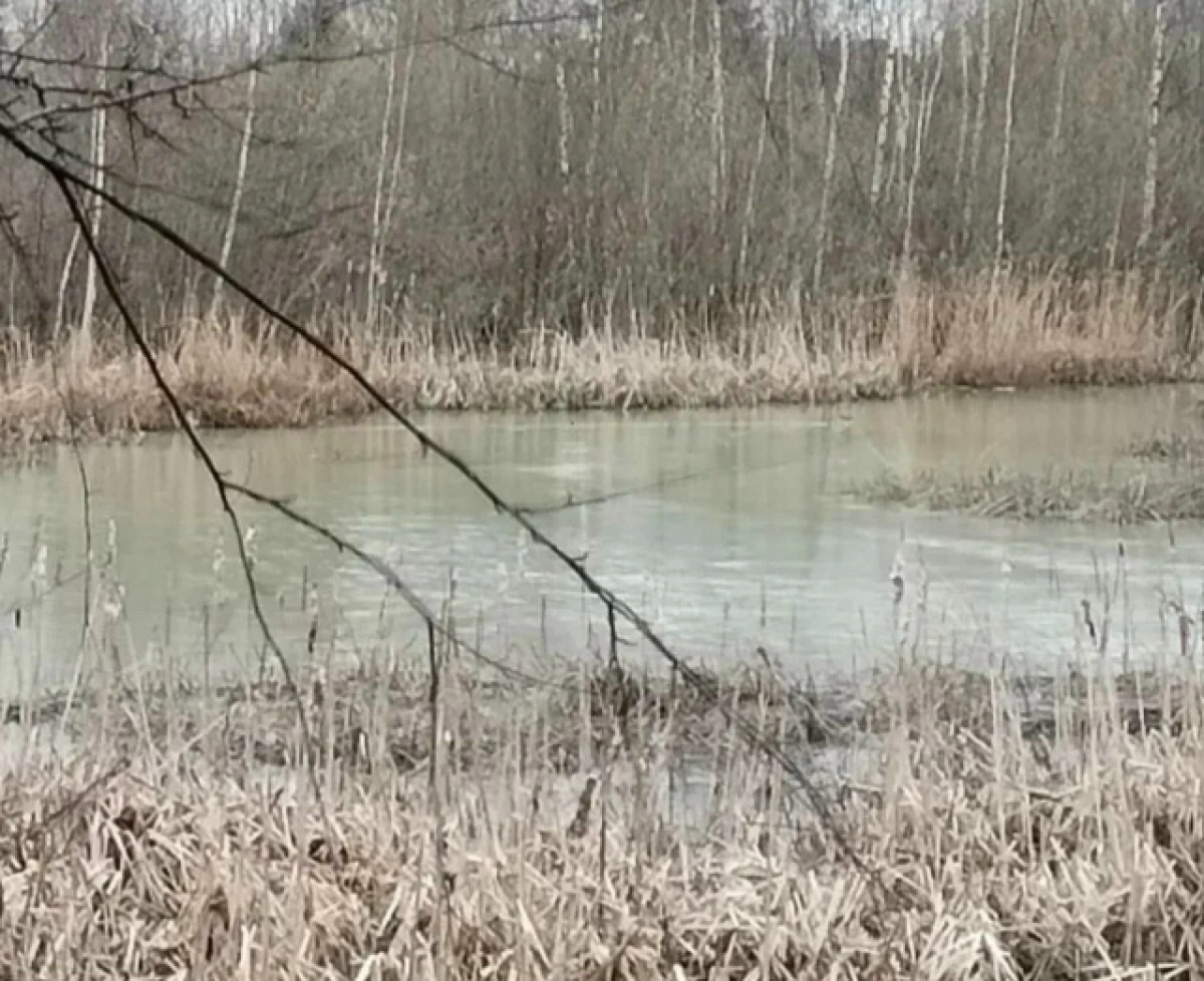 В Ярославле взяли пробы воды из Дудкинского ручья
