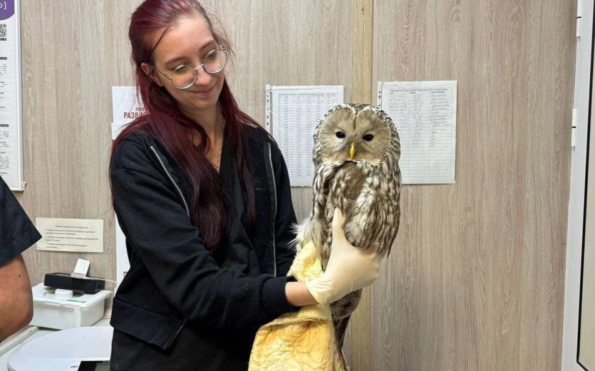 В Ярославле ветеринарные врачи помогли спасти сову