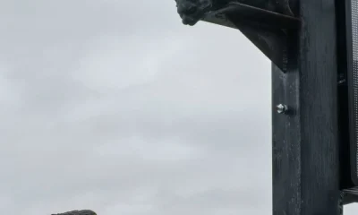 В Ярославле появилась скульптура кота-охотника