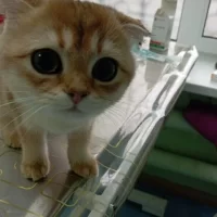 В Ярославской области ветврачи помогли хвостатой любительнице мороженого