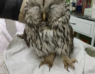 В Ярославской области жители спасли от ворон совенка