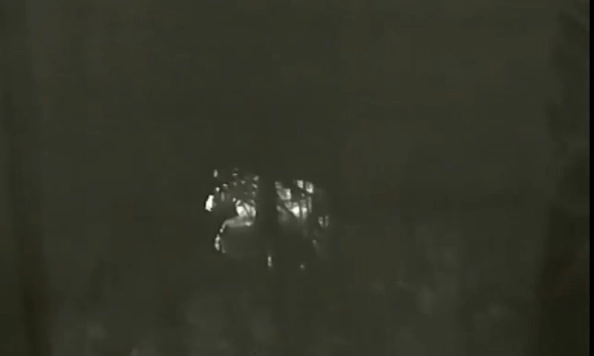 В Ярославле провели операцию по выдворению лося из брагинского микрорайона В Ярославле провели операцию по выдворению лося из брагинского микрорайона