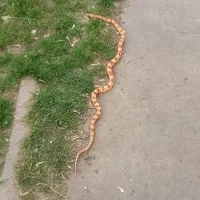 В Ярославле сбежавшая экзотическая змея два дня провела на улице