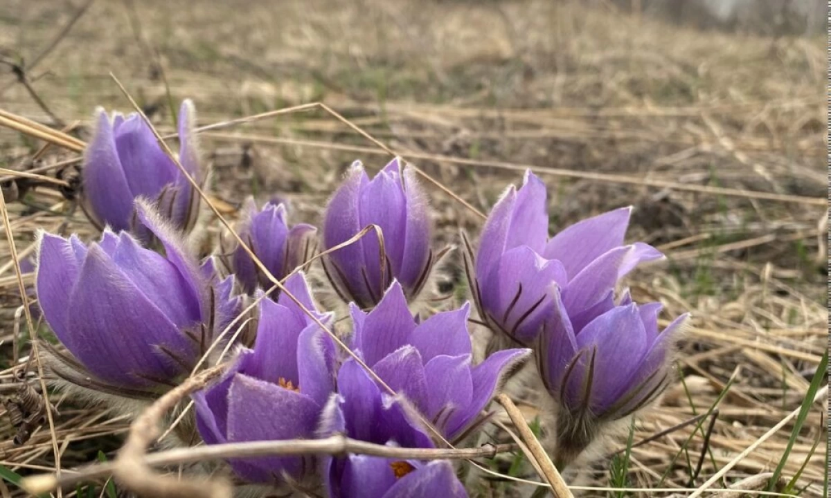 В ярославских лесах расцвела сон-трава