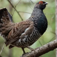 В&nbsp;Ярославской области суд обязал защитить леса вокруг глухариных токов