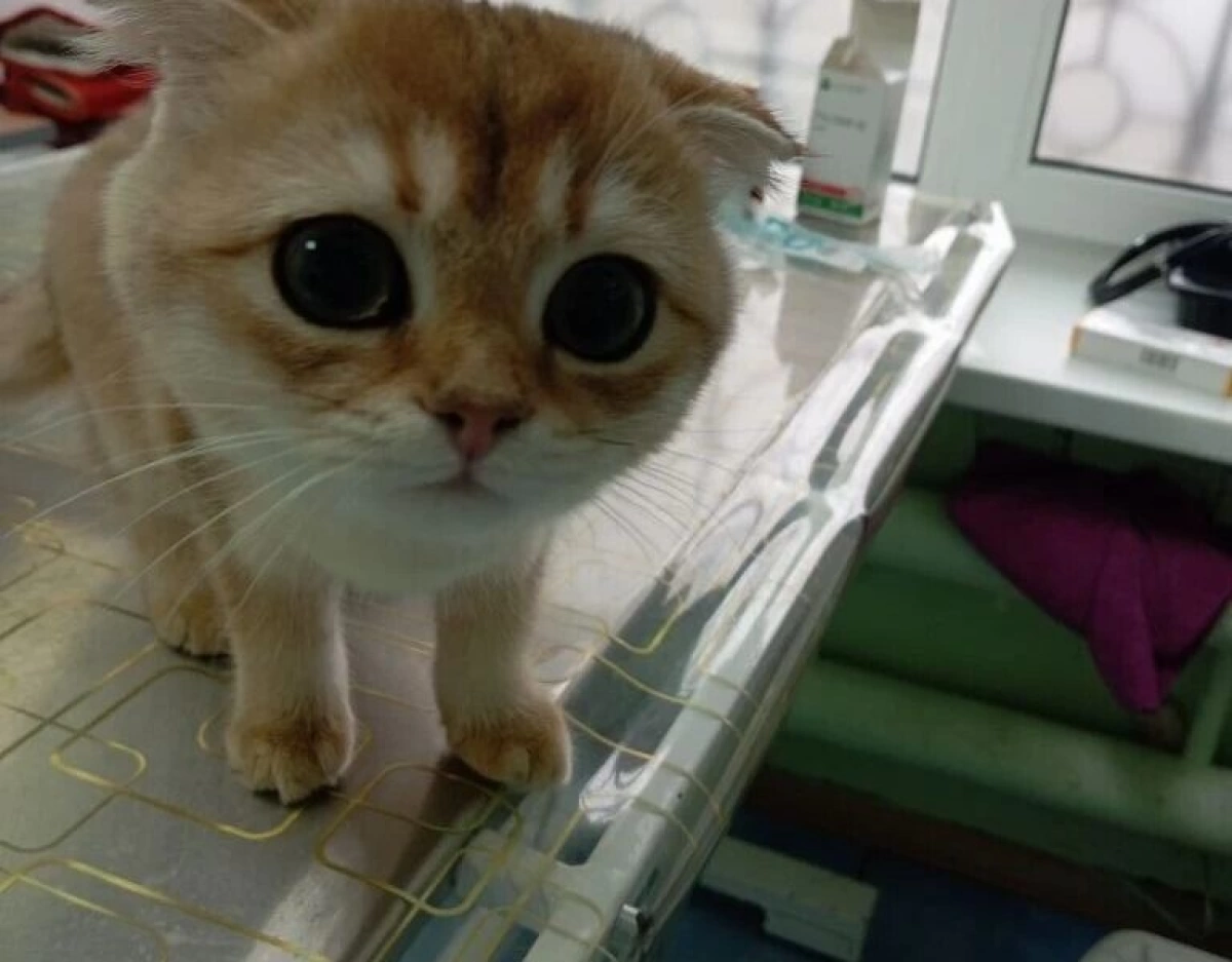 В Ярославской области ветврачи помогли хвостатой любительнице мороженого