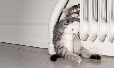 В Ярославской области появились первые просьбы выключить отопление