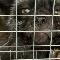 В ярославском сафари-парке норка укусила ребенка