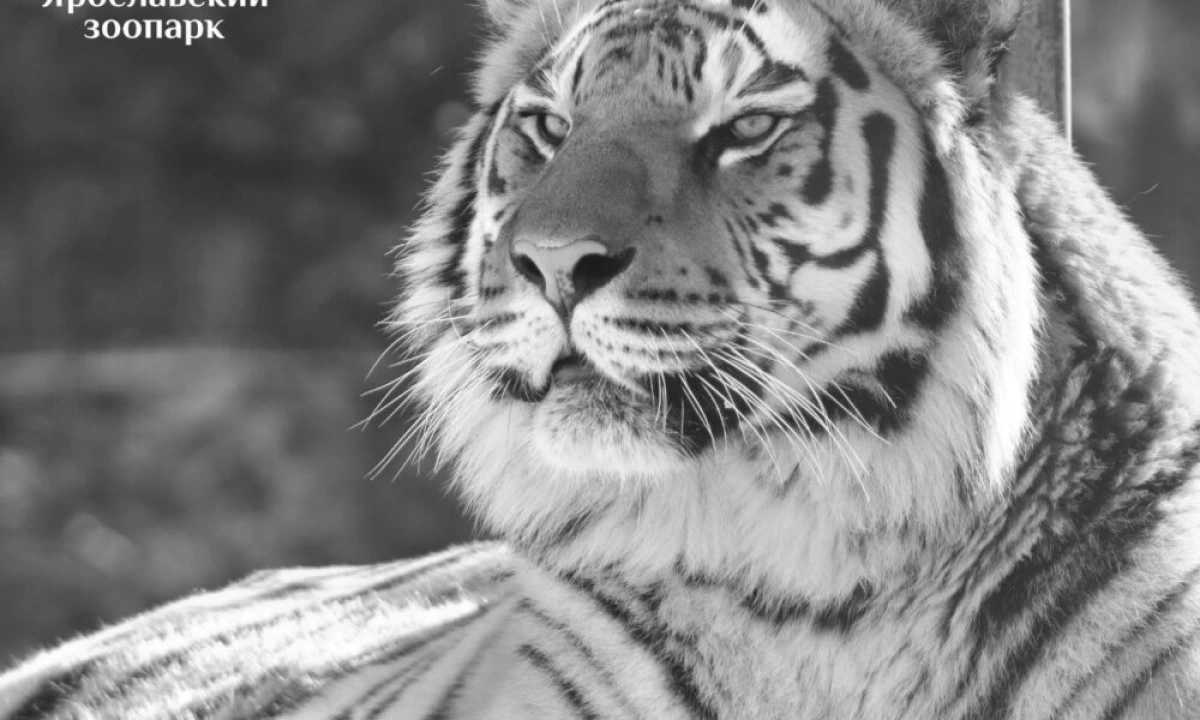 В ярославском зоопарке умер тигр Тамерлан В ярославском зоопарке умер тигр Тамерлан