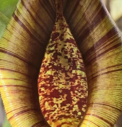 В оранжерее ярославского вуза открыл ловчий аппарат кровожадный хищник