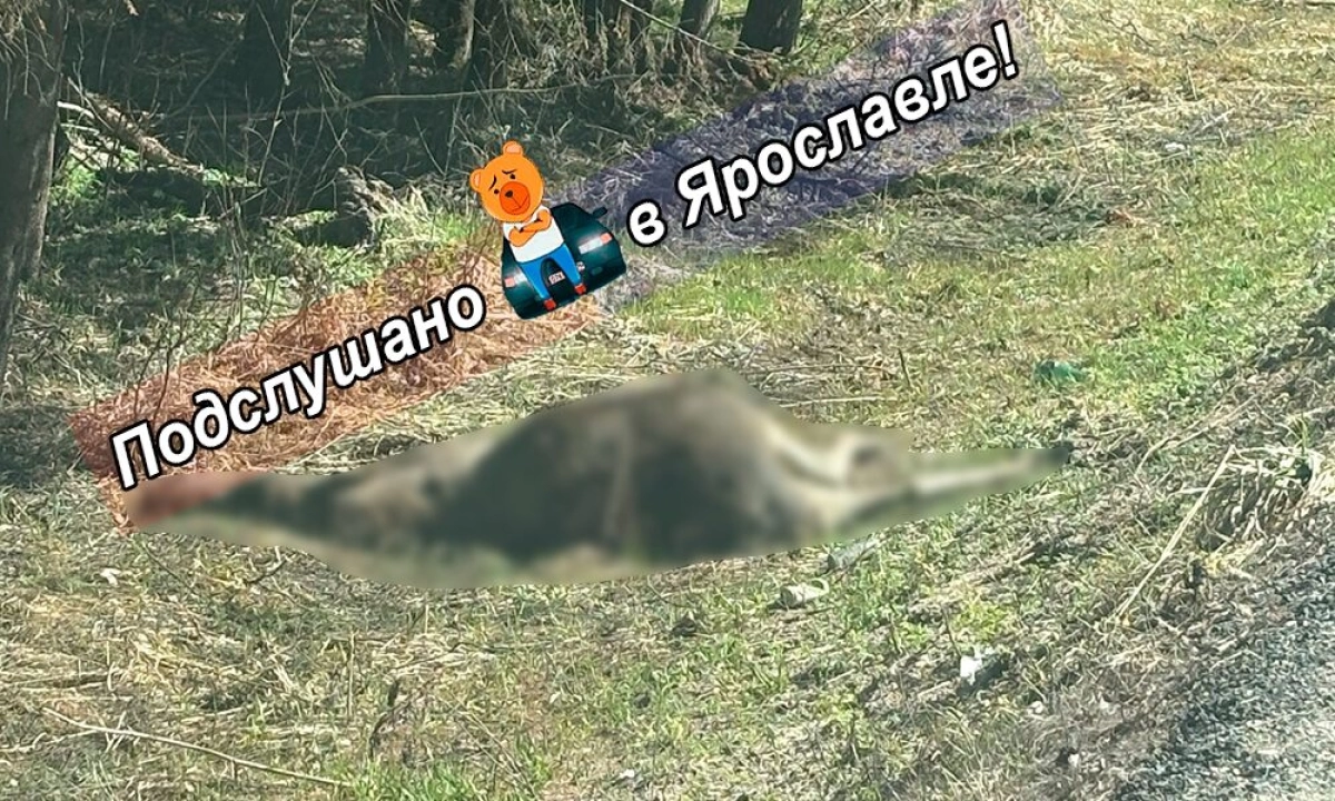 Ярославцы просят убрать с обочин дорог разлагающиеся трупы лосей