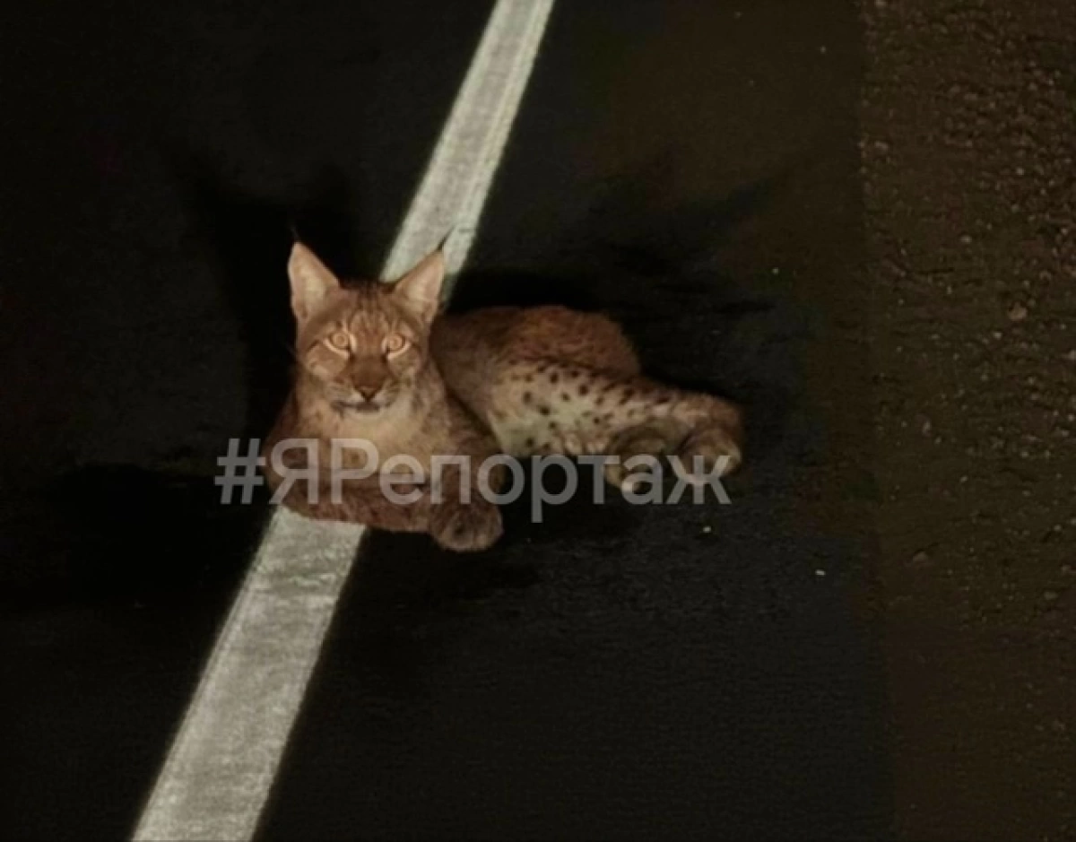 Под Ярославлем на дороге сбили рысь Под Ярославлем на дороге сбили рысь