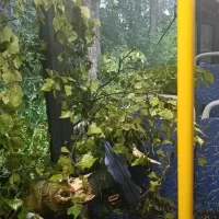 В Ярославле дерево рухнуло на автобус