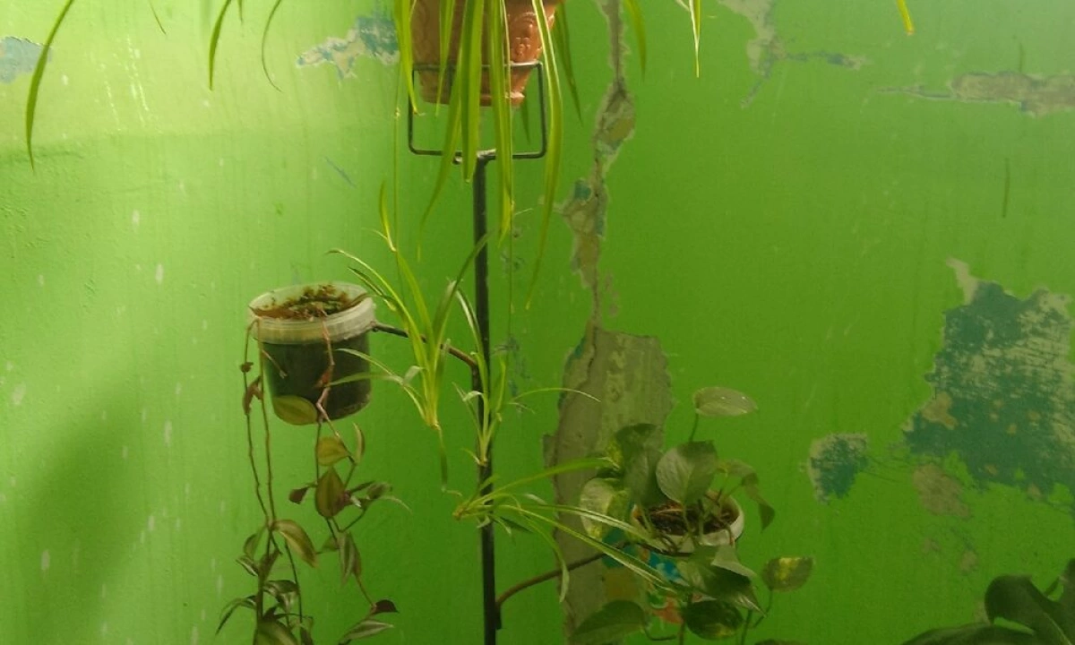 В Ярославской области жителей многоэтажки поссорили цветы в подъезде