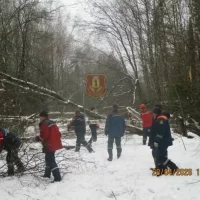 В Ярославской области упавшими в снежный шторм деревьями завалило дорогу &nbsp;&nbsp;