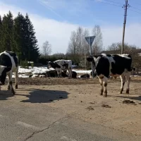 В Ярославской области жители просят найти управу на самовыгульных коров