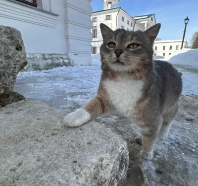 Объявленный в розыск кот Василий вернулся в музей «Карабиха»