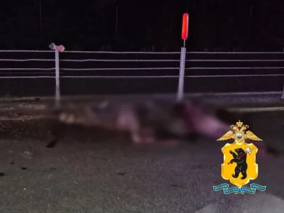 В Ярославской области водителю потребовалась помощь медиков после ДТП с лосем
