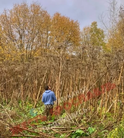 Власти прокомментировали заросли борщевика на выделенных многодетным участках