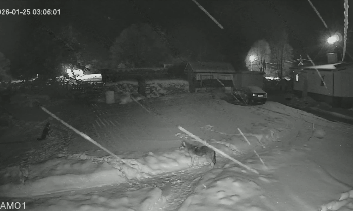 В Рыбинском районе волк зашел на частную территорию и загрыз сторожевую собаку